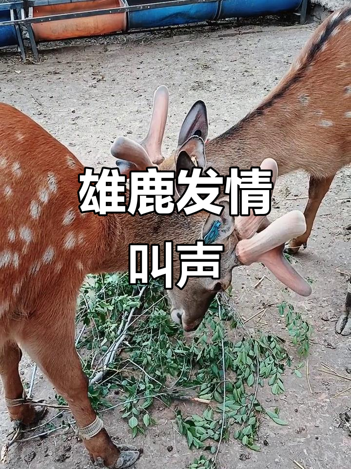 关于雄鹿轻松击败对手，雄心触手可及的信息